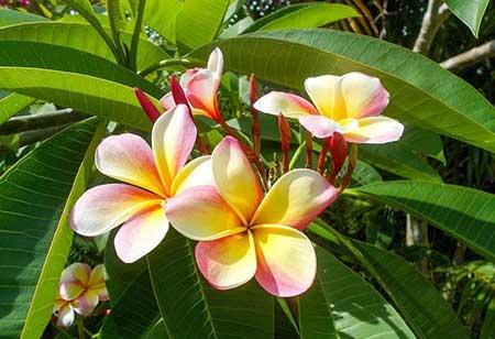 南方适合养什么花