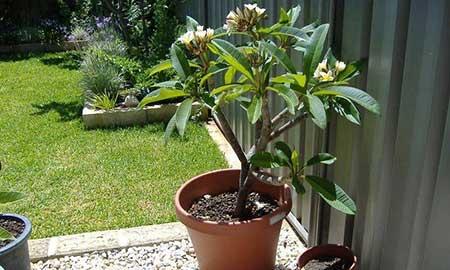 南方适合养什么花