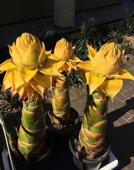 南方适合养什么花