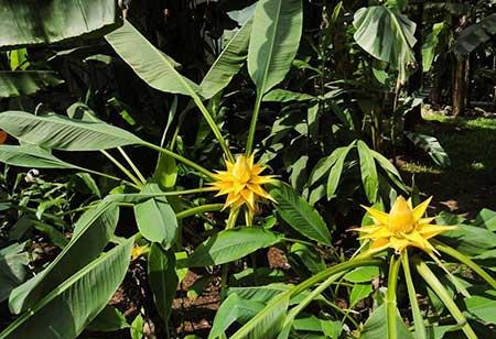 南方适合养什么花