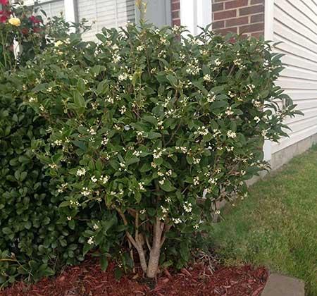 南方适合养什么花