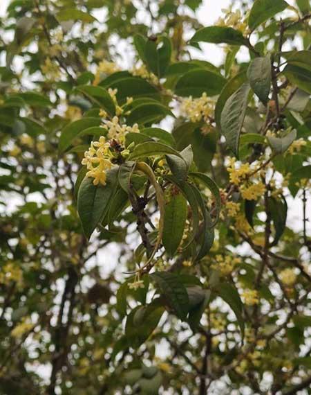 南方适合养什么花