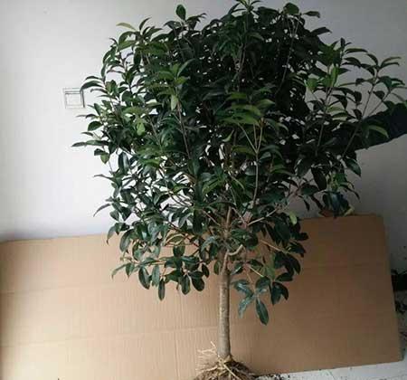 南方适合养什么花