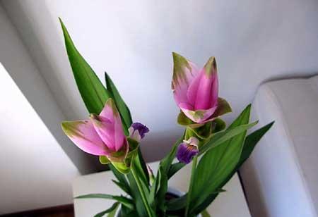 南方适合养什么花