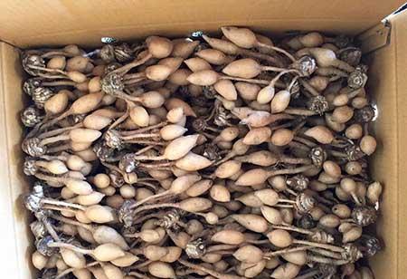 南方适合养什么花