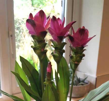 南方适合养什么花