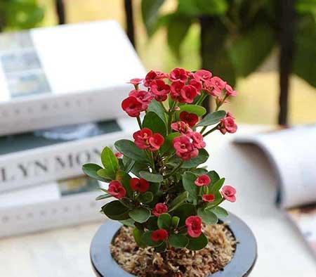 南方适合养什么花