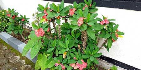 南方适合养什么花