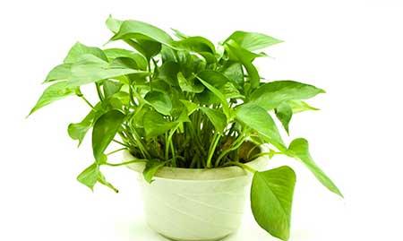 绿植养殖方法和注意事项