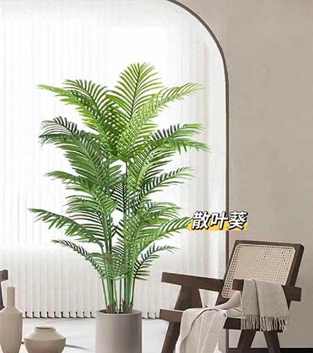 适合养家里的绿植