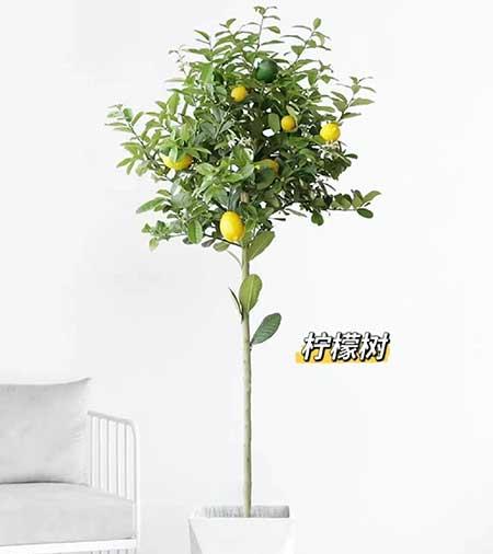 适合养家里的绿植