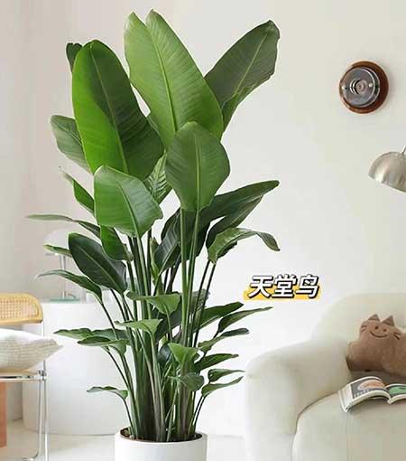 适合养家里的绿植