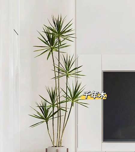 适合养家里的绿植