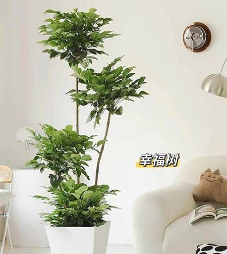 适合养家里的绿植