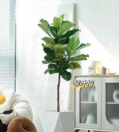 适合养家里的绿植