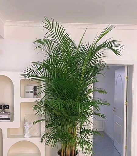 适合养家里的绿植