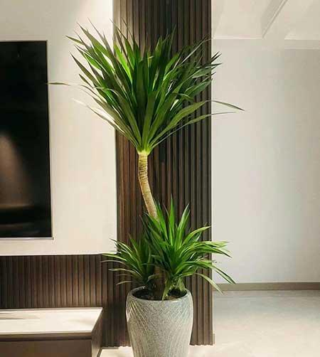 适合养家里的绿植