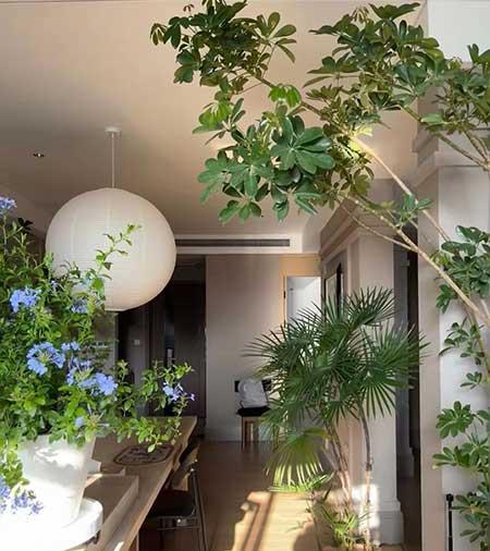 适合养家里的绿植