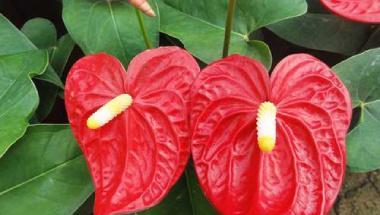 红掌养护方法