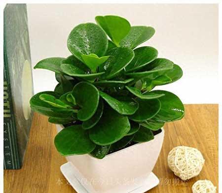 房间里适合养什么花