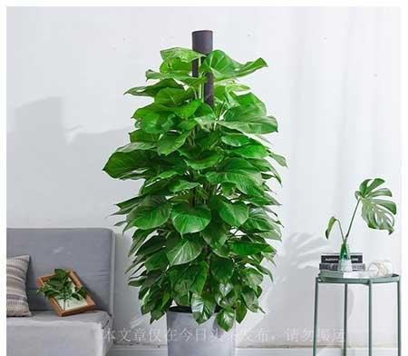 房间里适合养什么花