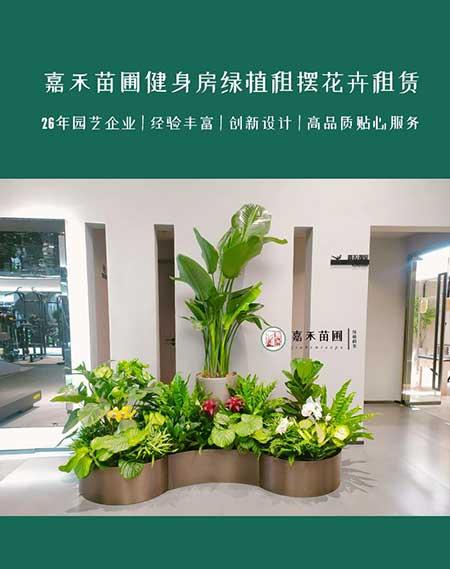 医院绿植租赁