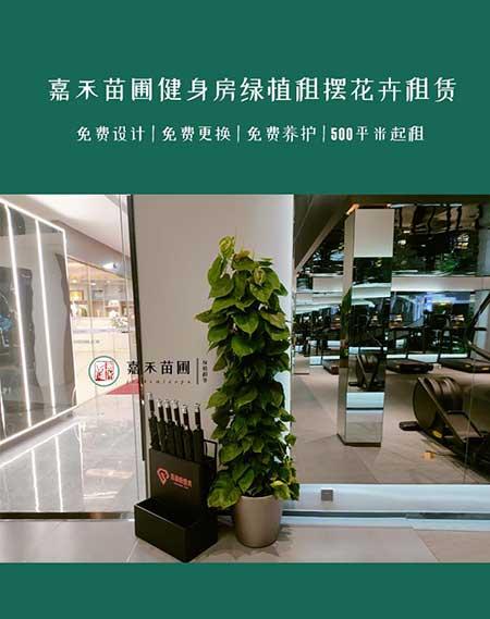 医院绿植租赁