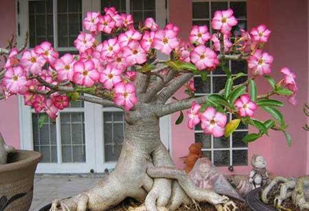 什么花最好养又好看