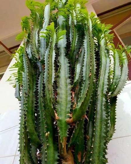 什么花最好养又好看