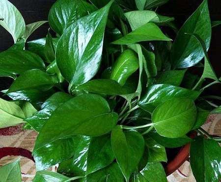 什么花最好养又好看