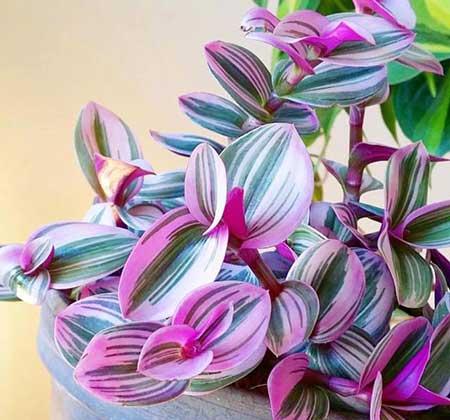 什么花最好养又好看