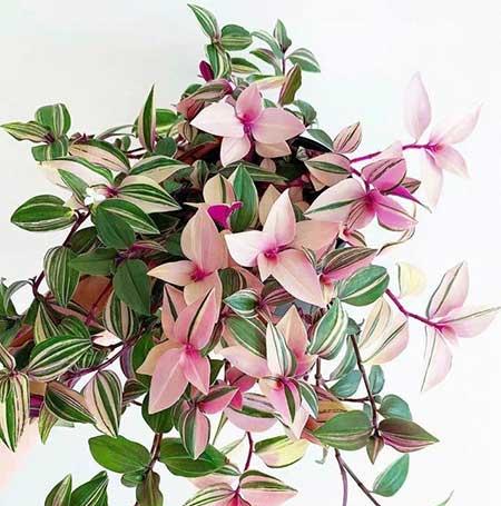 什么花最好养又好看