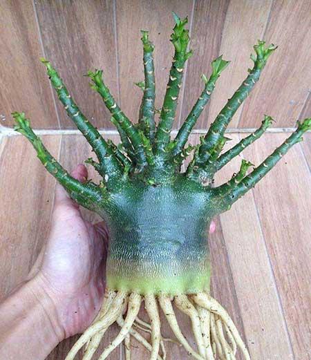 什么花最好养又好看