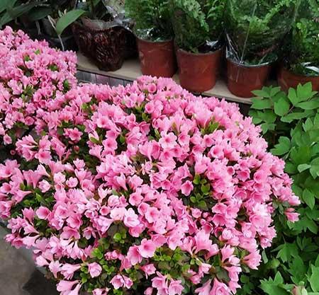 什么花最好养又好看