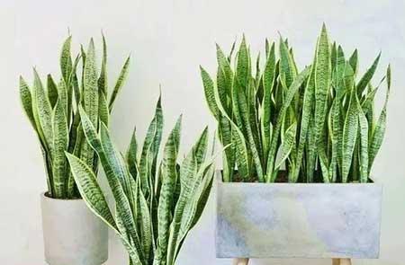 什么花最好养又好看