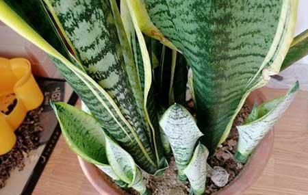 什么花最好养又好看