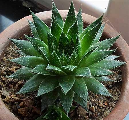 什么花最好养又好看