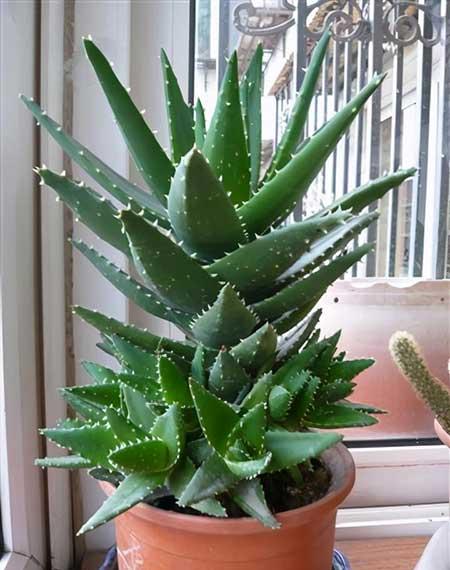 什么花最好养又好看