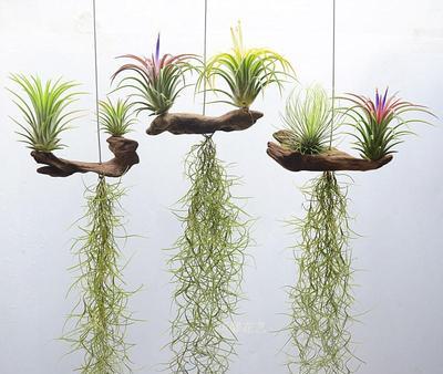 什么花最好养又好看