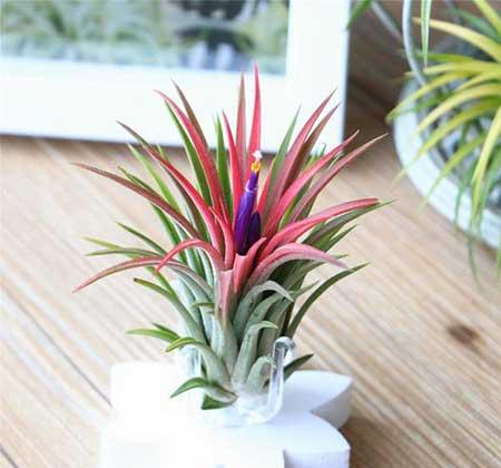 什么花最好养又好看