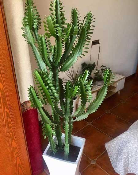 什么花最好养又好看