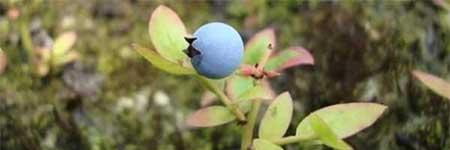 蓝莓盆栽怎么养