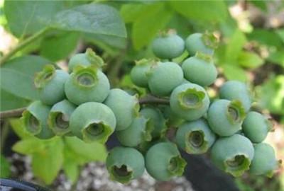 蓝莓盆栽怎么养