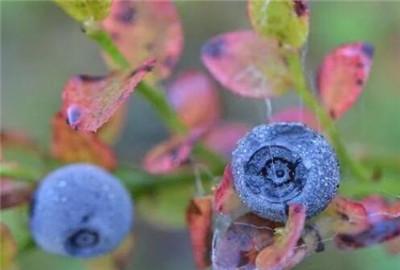 蓝莓盆栽怎么养