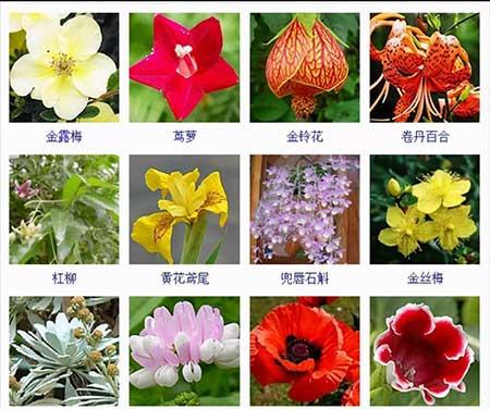 花卉植物大全