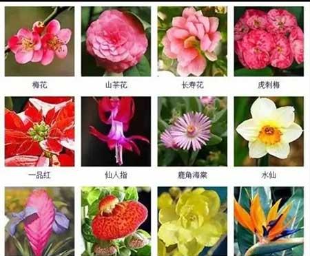 花卉植物大全
