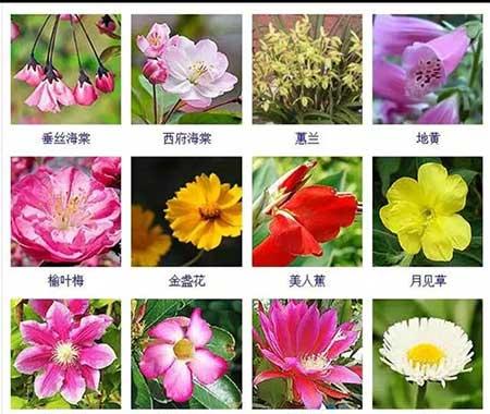 花卉植物大全