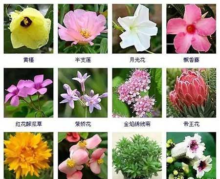 花卉植物大全