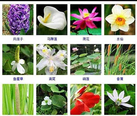 花卉植物大全