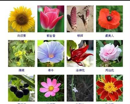 花卉植物大全